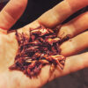 Chapulines Example