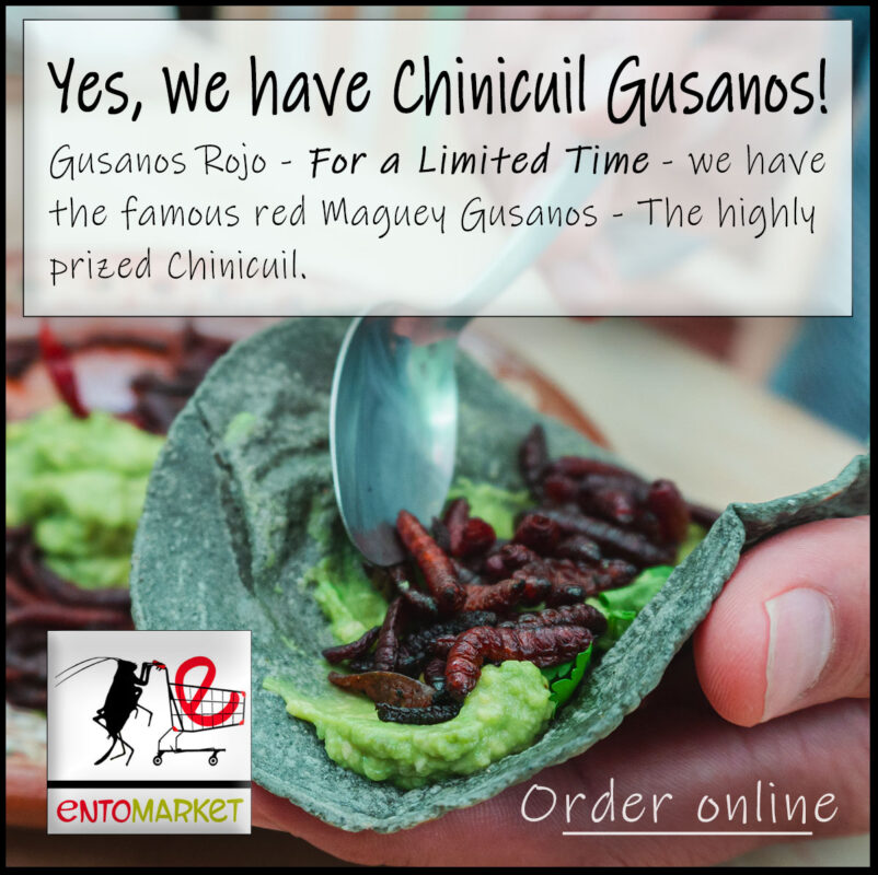 Chapulines USA